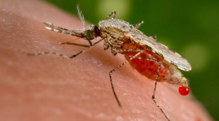Burkina Faso : Le CNRST affirme que l’IRSS-DRO et ses dispositifs expérimentaux ne sont pas responsables de la recrudescence du paludisme et de la dengue